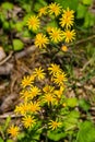 Vertical of Golden Ragwort Ã¢â¬â Senecio aureus - 2